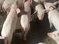 Էգ խոզ, Խոզեր — լուսանկար 3