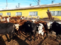 公牛, Cattle — 照片 6