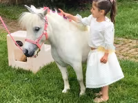 Ձի, Miniature horse — լուսանկար 2