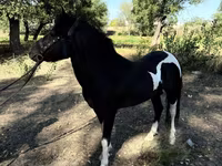 घोड़े (लॉट, लिंग निर्दिष्ट नहीं), American shetland pony — फ़ोटो 2