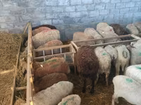 Schaf, Beulah Speckled face sheep — Foto 4