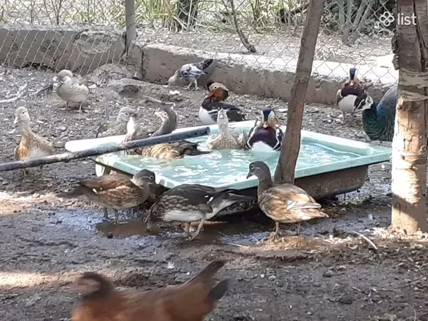 Утки