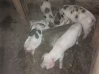 Säue, Schweine — Foto 2