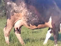 Kuh, Holstein-Rasse — Foto 2