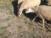 Sheep, Karabakh sheep — photo 8