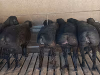 Ram, Bardhoka sheep — photo 1