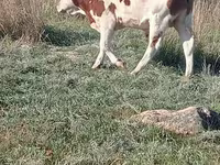ثور, Simmental cattle — الصورة 1