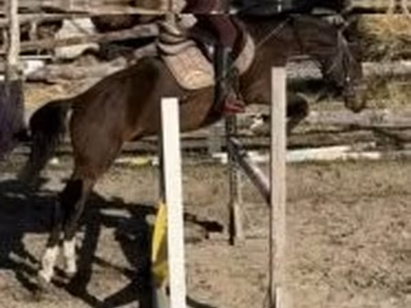 Horse (M), Hungarian horse breed