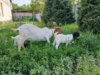 Էգ այծ, Boer goat — լուսանկար 4