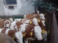 सांड, Simmental cattle — फ़ोटो 3