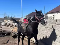 Caballo, Kazakh horse — foto 1