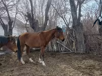 Mare, Kazakh horse — photo 8