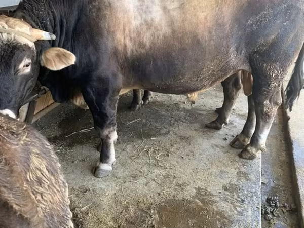Bull, Kalmyk breed