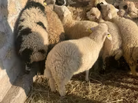Խոյ, Ոչխարներ — լուսանկար 4
