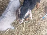 Արու այծ, Nubian Goat — լուսանկար 1