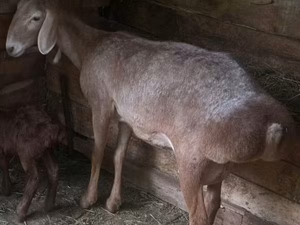 Oveja, Afghan Arabi sheep