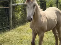 Horse (M), Kentucky mountain daddle horse — photo 5