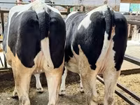 母牛, Holstein breed — 照片 2
