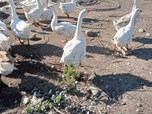 Կուբան