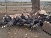 Turkeys — լուսանկար 1