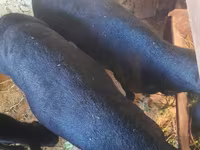 Кочкор, Койлор — сүрөт 1