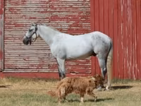 Ձի, Tennessee Walking Horse — լուսանկար 2