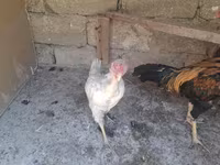 Chickens — լուսանկար 8