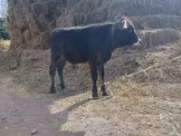 Ցուլ, Խոշոր եղջերավոր — լուսանկար 1