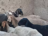 Ոչխար, Arashan sheep — լուսանկար 3