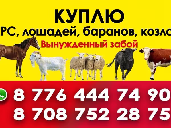 Stute, Horse breed