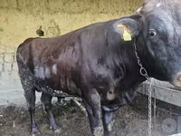 Ցուլ, Red Estonian cattle — լուսանկար 2