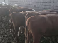 Bulle, Kasachische Weißkopfkuh — Foto 2