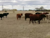 Կով, Swiss cattle — լուսանկար 2