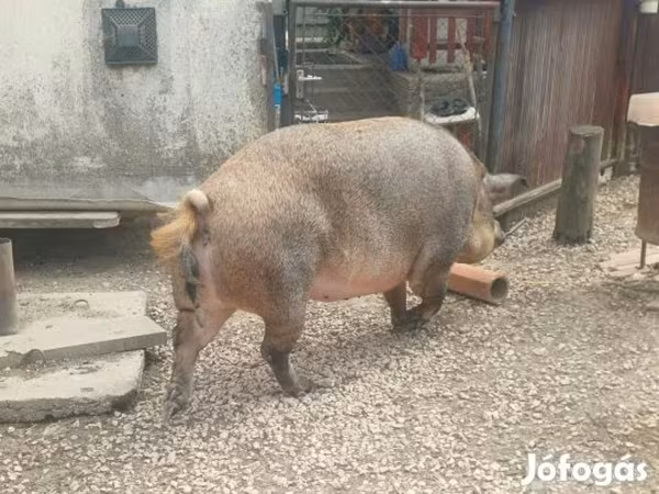 Sow, Мангалица
