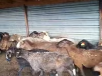 Widder, Adal sheep — Foto 1