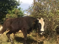 Bull, Hereford — photo 1