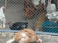 Chickens — photo 4