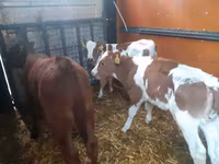 Ցուլ, Simmental cattle — լուսանկար 2