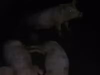 Кабан, Чочколор — сүрөт 1