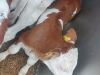 Ցուլ, Simmental cattle — լուսանկար 4