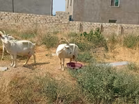 Էգ այծ, Saanen goat — լուսանկար 8
