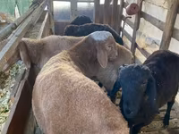 मेढ़ा, Arashan sheep — फ़ोटो 3