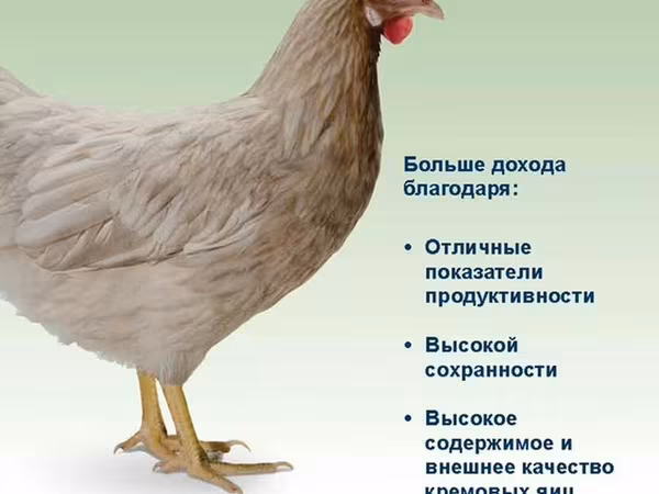Хай-Лайн