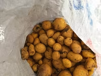 Գազար անասնակեր ճագարի — լուսանկար 3