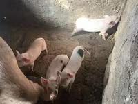 Էգ խոզ, Խոզեր — լուսանկար 5