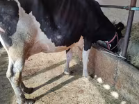Kuh, Holstein-Rasse — Foto 4