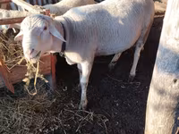 كبش, Lacaune sheep — الصورة 2
