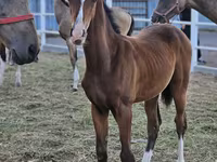 Ձի, Akhal-Teke — լուսանկար 2