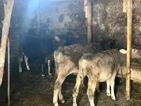 सांड, मवेशी — फ़ोटो 1
