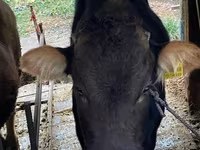 Toro, Ganado vacuno — foto 2